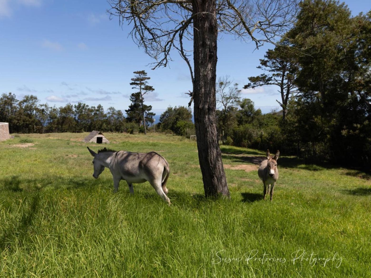Dunkes Organic Equestrian Estate Appartement George Buitenkant foto